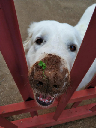 Illustration de l'article : 18 photos de chiens et chats qui vont vous libérer de votre mauvaise humeur