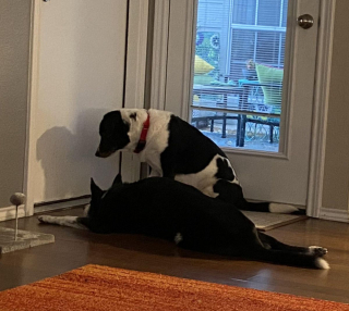 Illustration de l'article : 18 photos de chiens et chats qui vont vous libérer de votre mauvaise humeur