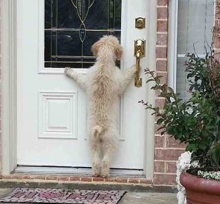 Illustration de l'article : 18 photos de chiens et chats qui vont vous libérer de votre mauvaise humeur