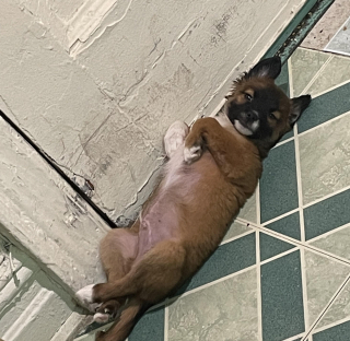 Illustration de l'article : 18 photos de chiens et chats qui vont vous libérer de votre mauvaise humeur
