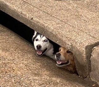 Illustration de l'article : 18 photos de chiens et chats qui vont vous libérer de votre mauvaise humeur