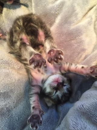 Illustration de l'article : 18 photos de chiens et chats qui vont vous libérer de votre mauvaise humeur