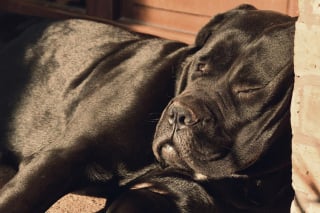 Illustration de l'article : Un chien aboie depuis 5 jours dans cet immeuble. Les pompiers sortent la grande échelle pour découvrir ce qu'il s'y passe !