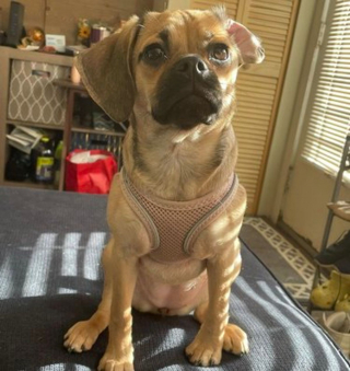 Illustration de l'article : 16 chiens mignons qui ne sont pas rendu compte que leurs oreilles sont à l'envers