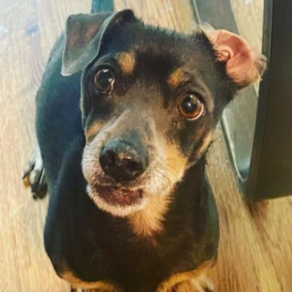 Illustration de l'article : 16 chiens mignons qui ne sont pas rendu compte que leurs oreilles sont à l'envers