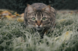 Illustration de l'article : 10 signes qui prouvent que votre chat vous porte dans son coeur