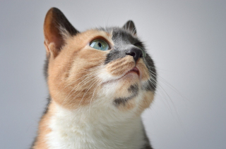 Illustration de l'article : 10 signes qui prouvent que votre chat vous porte dans son coeur