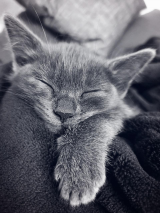 Illustration de l'article : 10 signes qui prouvent que votre chat vous porte dans son coeur
