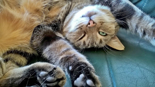 Illustration de l'article : 10 signes qui prouvent que votre chat vous porte dans son coeur