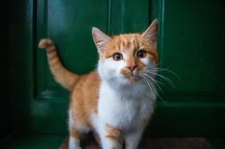 Illustration de l'article : 10 signes qui prouvent que votre chat vous porte dans son coeur
