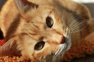 Illustration de l'article : 10 signes qui prouvent que votre chat vous porte dans son coeur