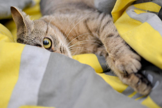 Illustration de l'article : 10 signes qui prouvent que votre chat vous porte dans son coeur
