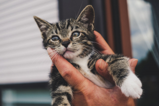 Illustration de l'article : 10 signes qui prouvent que votre chat vous porte dans son coeur