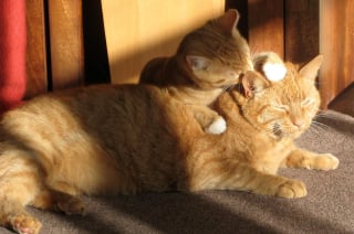 Illustration de l'article : 10 signes qui prouvent que votre chat vous porte dans son coeur