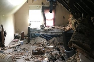 Illustration de l'article : Une chienne vivant au dernier étage d'une maison en ruine reçoit une visite qui changera sa vie pour toujours
