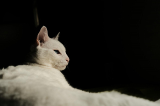 Illustration de l'article : 8 symptômes qui peuvent indiquer que votre chat vit ses derniers instants