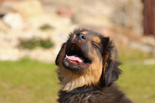 Illustration de l'article : 10 comportements qui montrent que votre chien vous fait entièrement confiance
