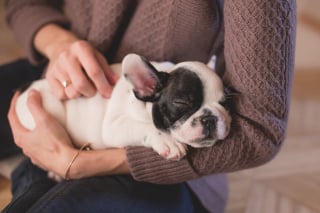 Illustration de l'article : 10 comportements qui montrent que votre chien vous fait entièrement confiance