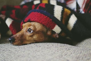 Illustration de l'article : 10 comportements qui montrent que votre chien vous fait entièrement confiance