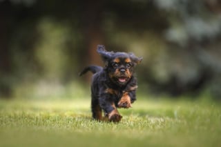 Illustration de l'article : 10 comportements qui montrent que votre chien vous fait entièrement confiance