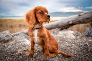Illustration de l'article : 10 comportements qui montrent que votre chien vous fait entièrement confiance