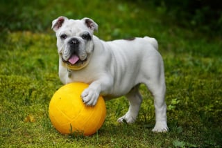 Illustration de l'article : 10 comportements qui montrent que votre chien vous fait entièrement confiance