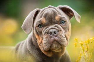 Illustration de l'article : 10 comportements qui montrent que votre chien vous fait entièrement confiance
