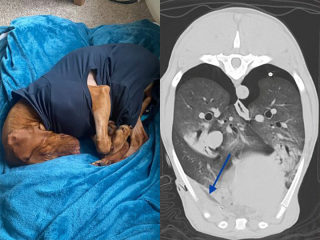 Illustration de l'article : Un jeune chien s‘empale sur un bâton en promenade et finit en urgence chez le vétérinaire