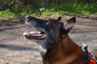 Illustration de l'article : L'émouvant hommage des pompiers à Hatos, leur chien de recherche parti pour un monde meilleur