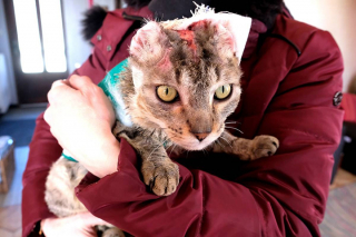 Ebly: un chaton cruellement torturé, emballé dans du papier tue