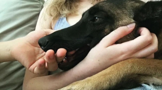 Illustration de l'article : La chienne qui avait héroïquement sauvé la vie d'une femme après une attaque de puma a perdu la vie