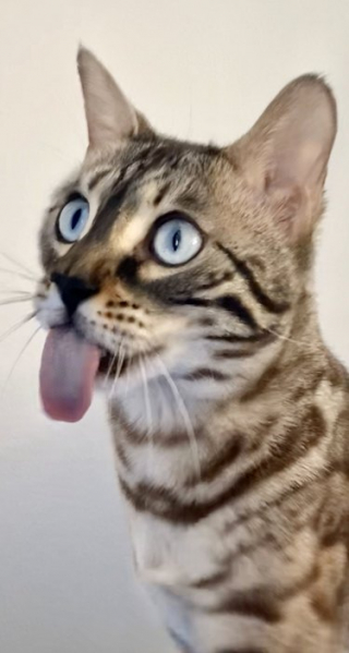 Illustration de l'article : 15 chats vous offrant leur plus belle grimace