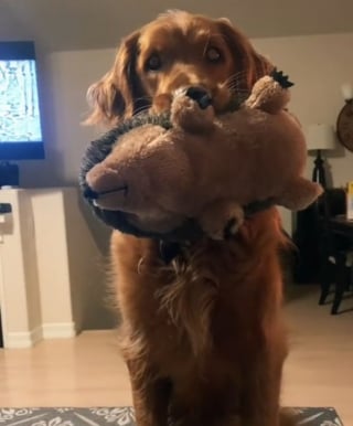 Illustration de l'article : Ce chien ne tient plus en place quand il regarde "La Belle et le Clochard" (vidéo)