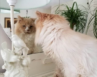 Illustration de l'article : Un chat errant à la fourrure emmêlée et aux multiples problèmes de santé change totalement d’apparence après son sauvetage