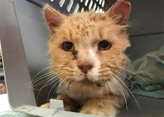 Illustration de l'article : Un chat errant à la fourrure emmêlée et aux multiples problèmes de santé change totalement d’apparence après son sauvetage