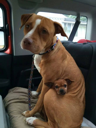 Illustration de l'article : Ce chien refuse catégoriquement d'être adopté sans son meilleur ami