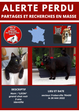 Illustration de l'article : Après avoir tout fait pour adopter son chat ce maître est désormais à sa recherche suite à sa disparition récente