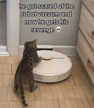 Illustration de l'article : Exaspéré par le robot aspirateur, ce chaton a décidé de le punir une bonne fois pour toutes (vidéo)