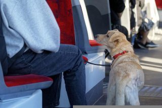 Illustration de l'article : La SNCF simplifie les voyages en train avec un animal de compagnie et définit un tarif unique !