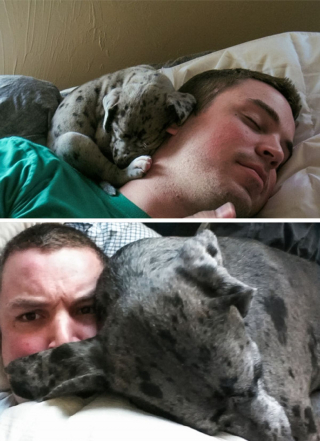 Illustration de l'article : 11 chiens et chats qui ont bien grandi à la hauteur de l'amour de leurs maîtres