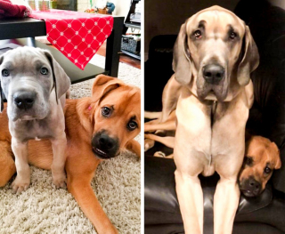 Illustration de l'article : 11 chiens et chats qui ont bien grandi à la hauteur de l'amour de leurs maîtres