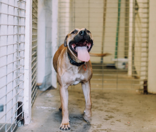 Illustration de l'article : Une femme condamnée par la justice pour avoir abandonné ses chiens dans des cages alors qu’elle déménageait