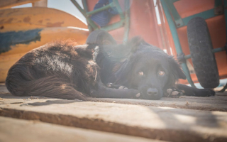 Illustration de l'article : 18 photos de chiens errants prises par un photographe globe trotter amoureux des canidés