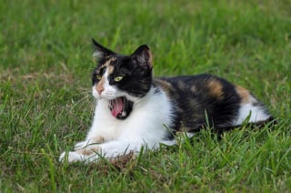 Illustration de l'article : L'herbe aux chats protégerait votre chat des piqûres de moustiques