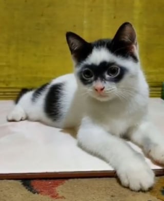 Illustration de l'article : Ce chat s'appelle Boy, mais tout le monde le surnomme Zorro pour une raison évidente