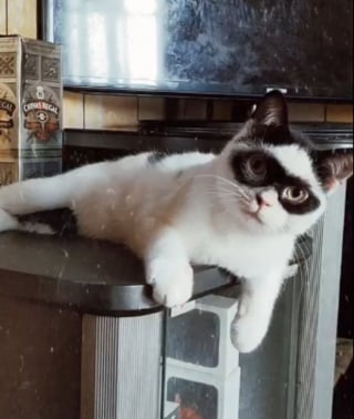 Illustration de l'article : Ce chat s'appelle Boy, mais tout le monde le surnomme Zorro pour une raison évidente