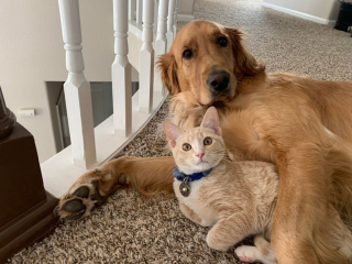 Illustration de l'article : 11 chiens et chats qui ont poussé la définition du mot "affection" au maximum