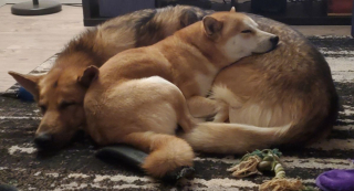 Illustration de l'article : 11 chiens et chats qui ont poussé la définition du mot "affection" au maximum