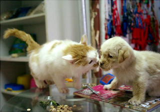 Illustration de l'article : 11 chiens et chats qui ont poussé la définition du mot "affection" au maximum