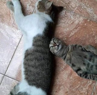 Illustration de l'article : 20 photos de chats qui ont agi de manière inattendue et hilarante